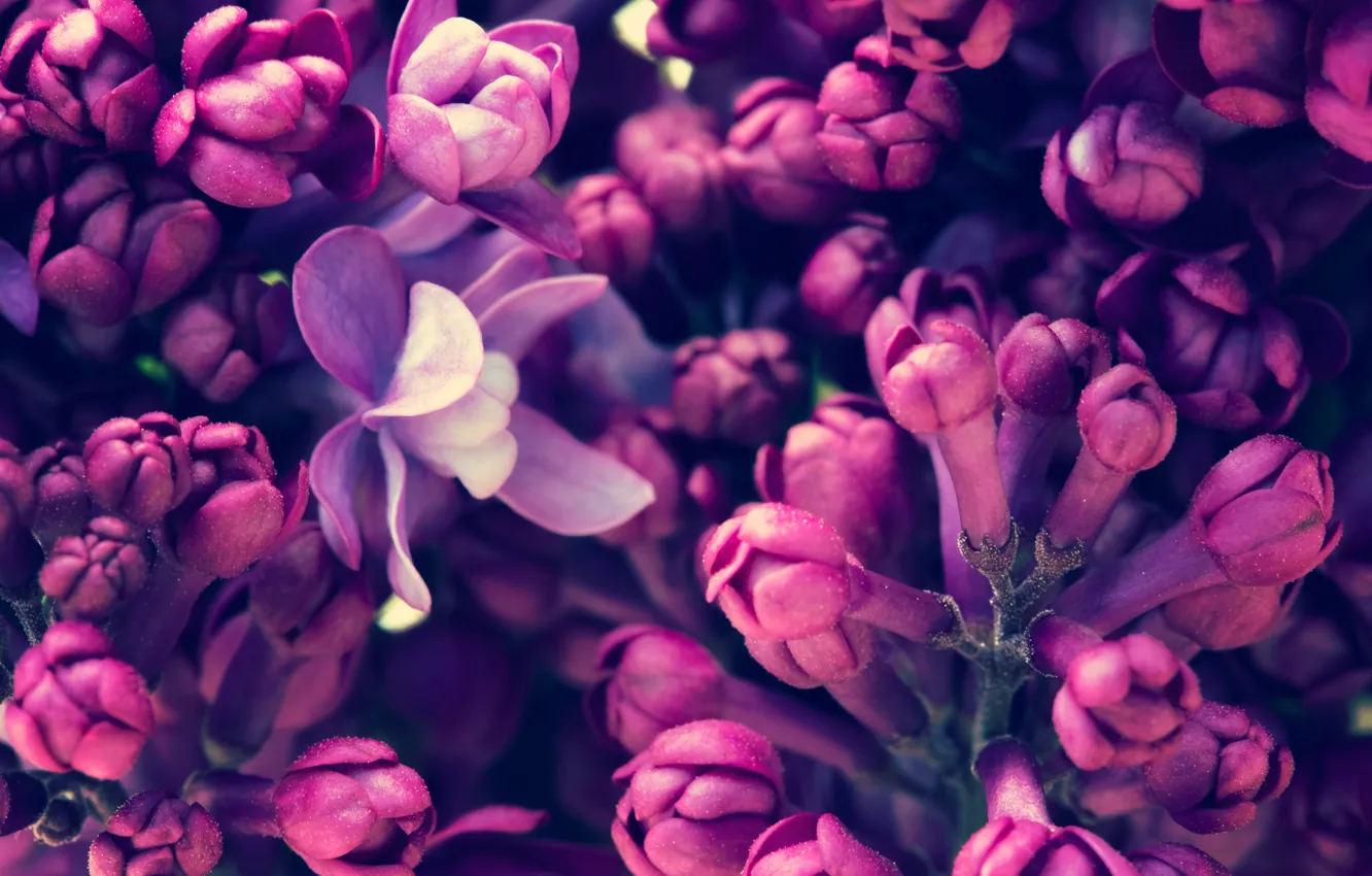 Фото обои весна, цветение, blossom, flowers, сирень, spring, purple, lilac