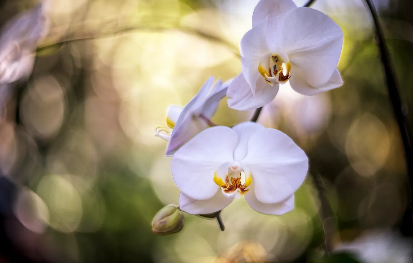 Фото обои экзотика, орхидея, боке