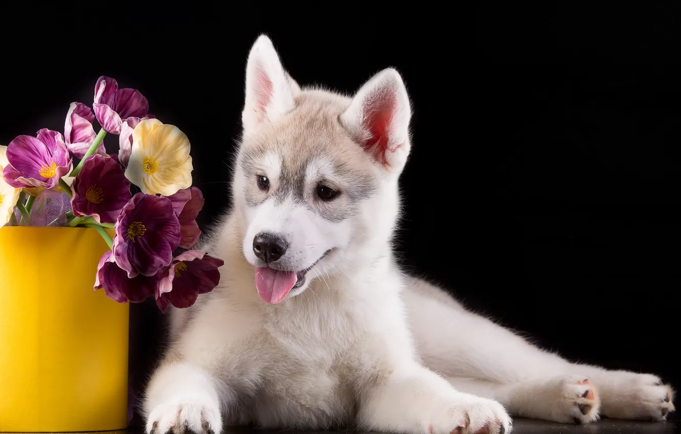 Фото обои цветы, щенок, хаски