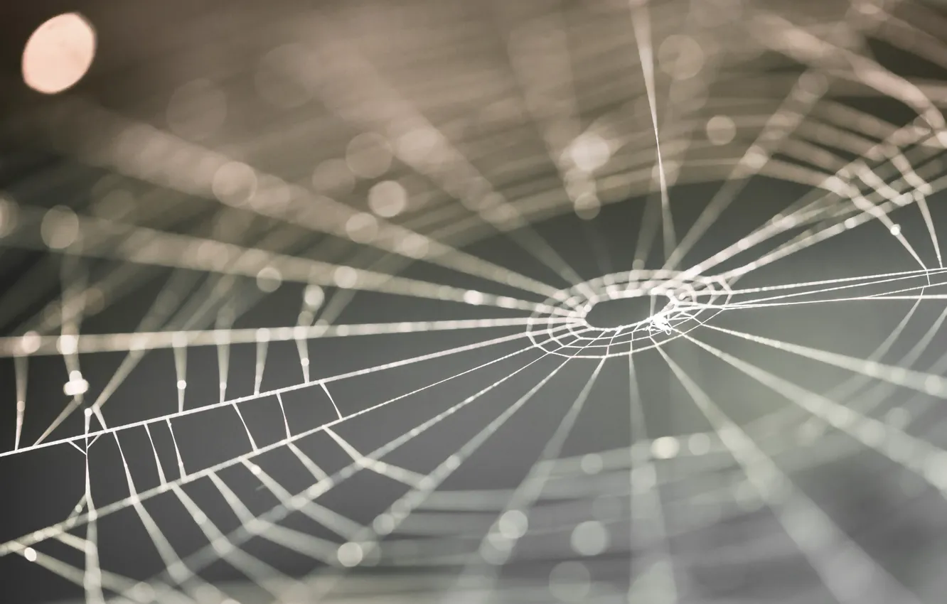 Фото обои фон, паутина, web browser