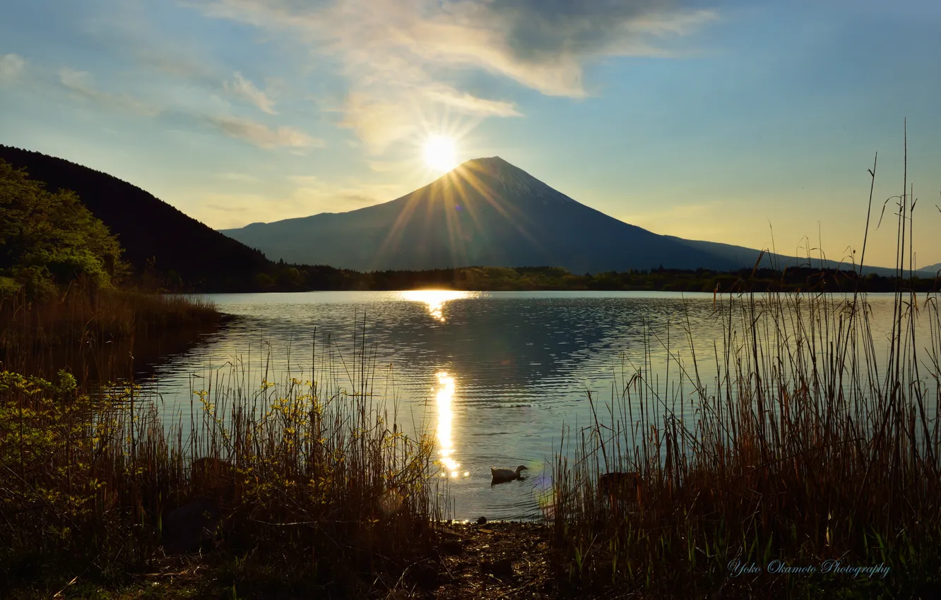 Фото обои солнце, озеро, вулкан, камыш, утка, Yoko Okamoto