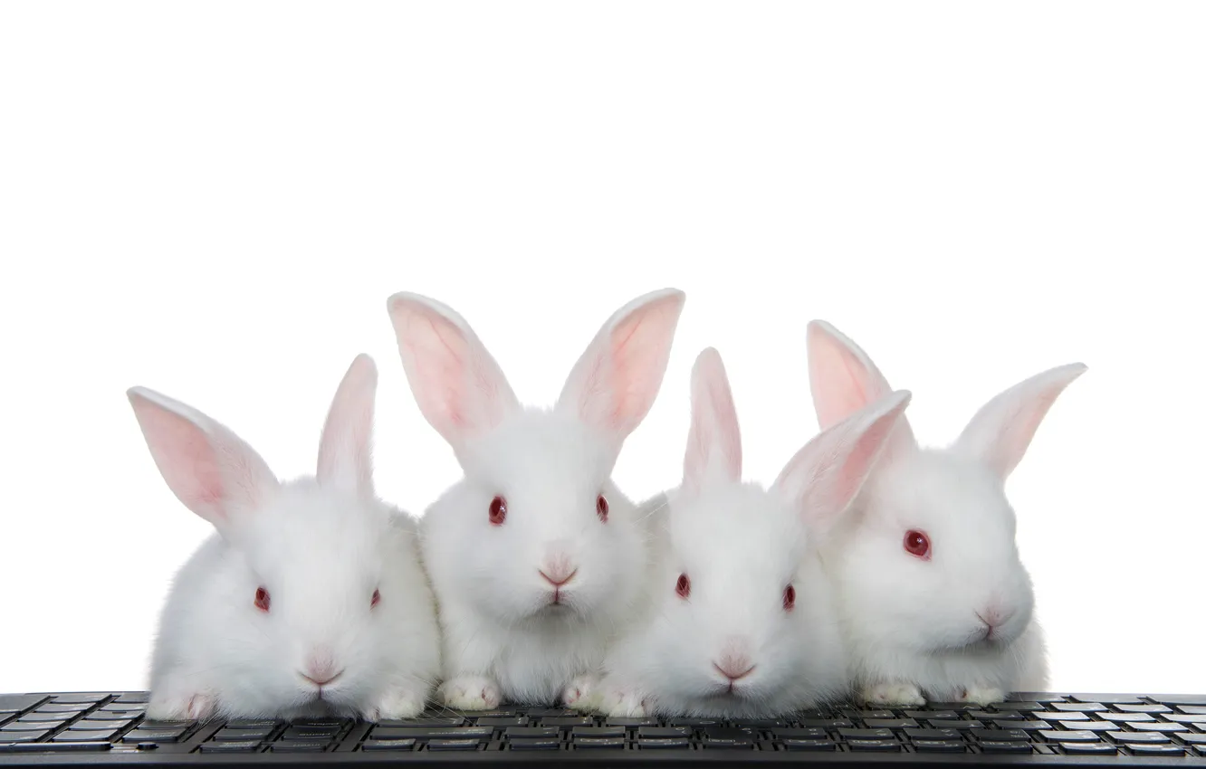 Фото обои black, beautiful, background, animal, baby, bunny, albino, babies