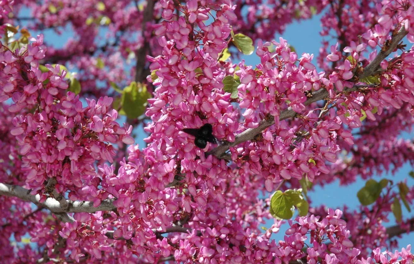 Фото обои небо, Дерево, весна