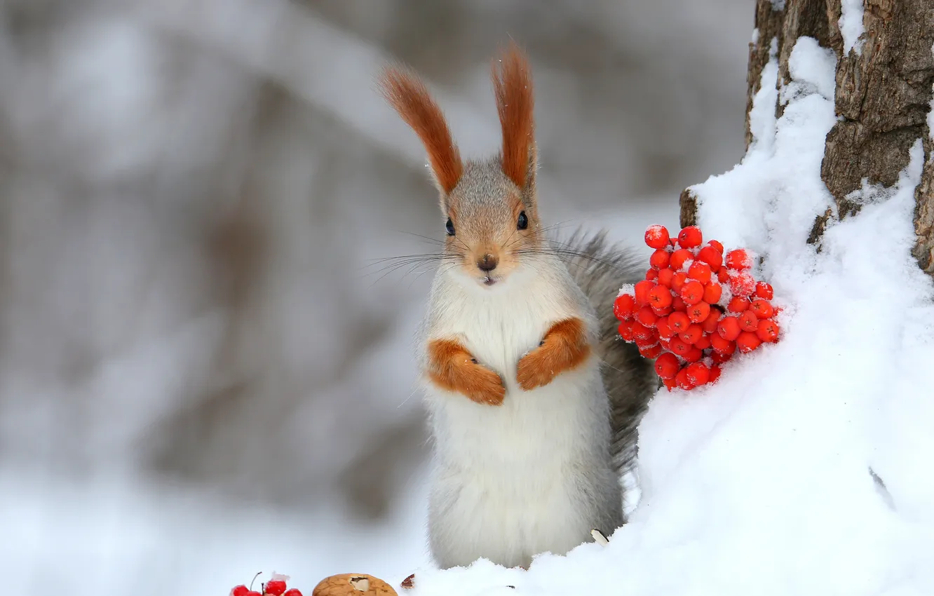 Фото обои ЗИМА, ЯГОДЫ, СНЕГ, БЕЛКА, РЯБИНА