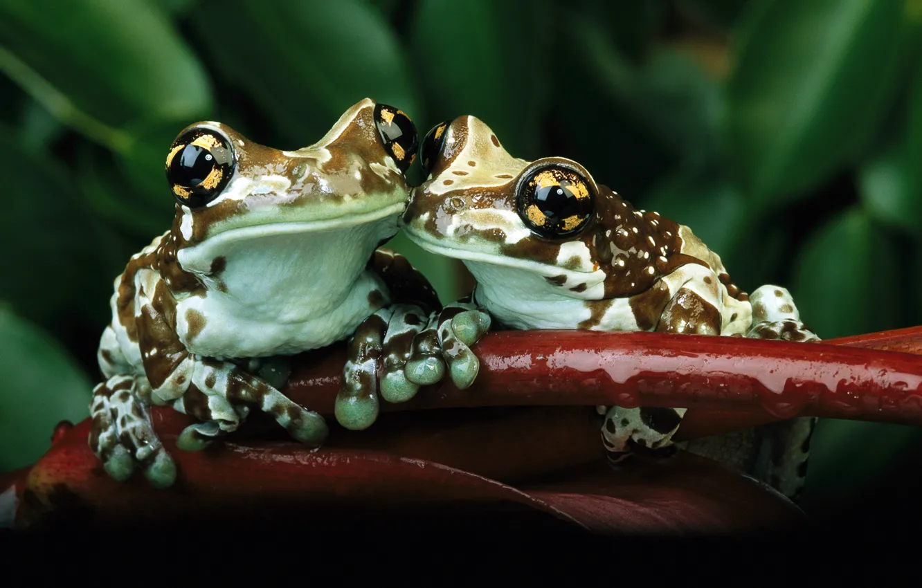 Фото обои зелень, лист, зеленый, лягушки, сидят, бордо, обнимаются