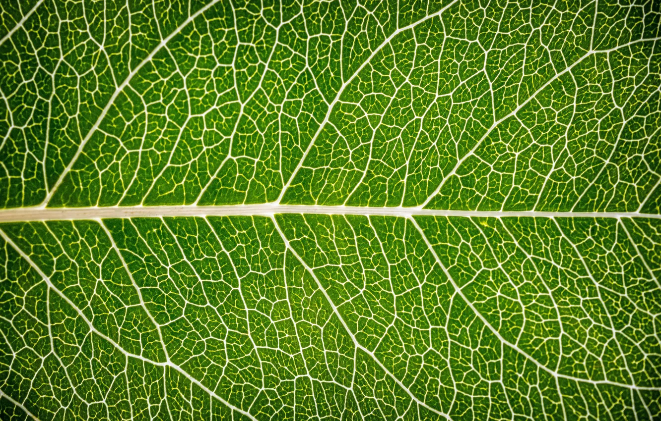 Steam leaf plot фото 115