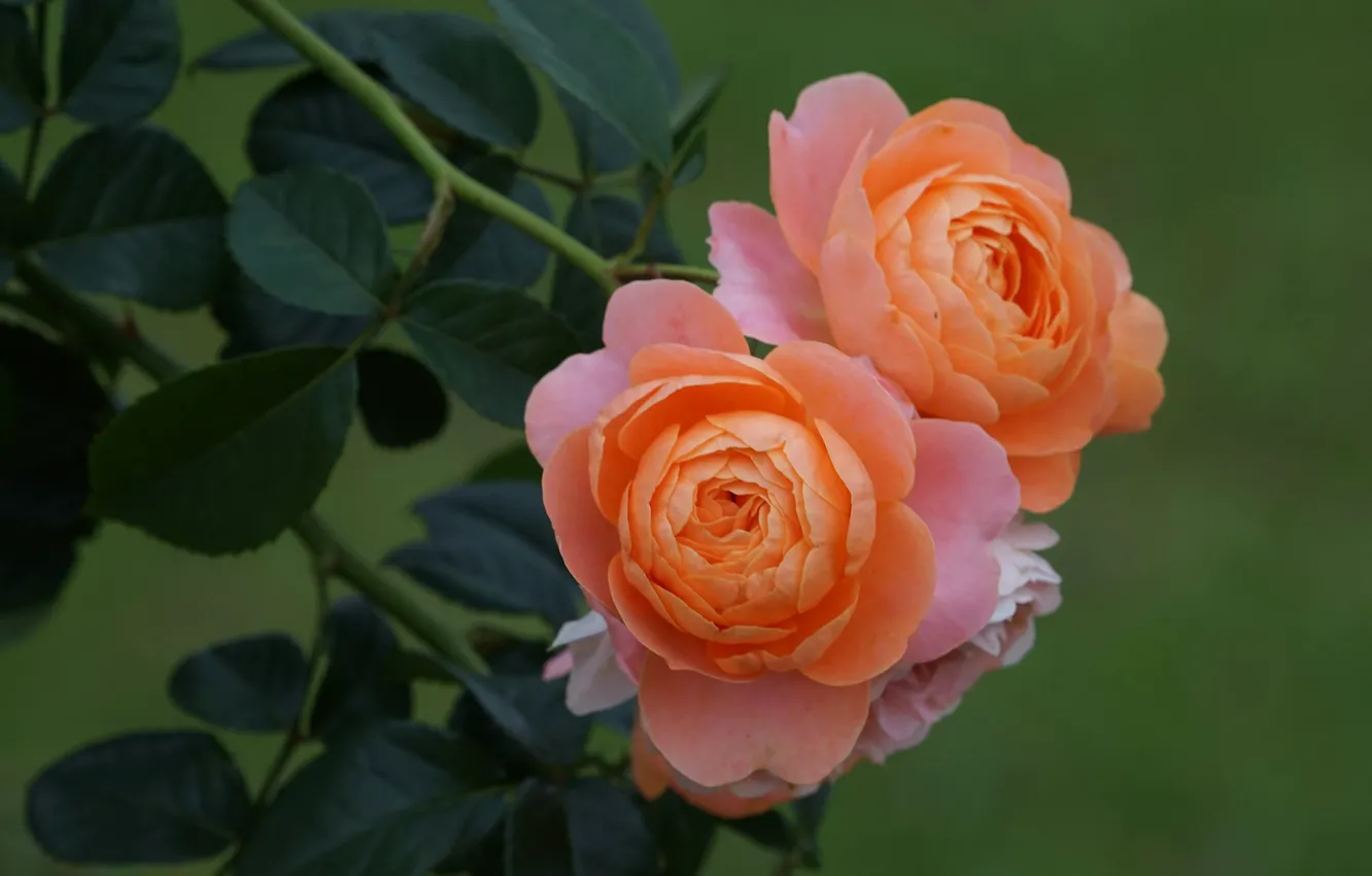 Фото обои листья, фон, розы, оранжевые