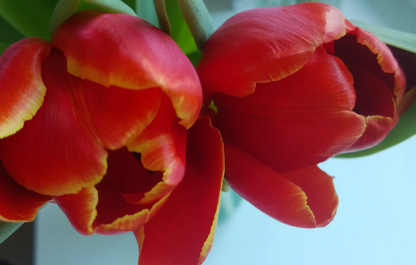 Фото обои любовь, весна, тюльпаны