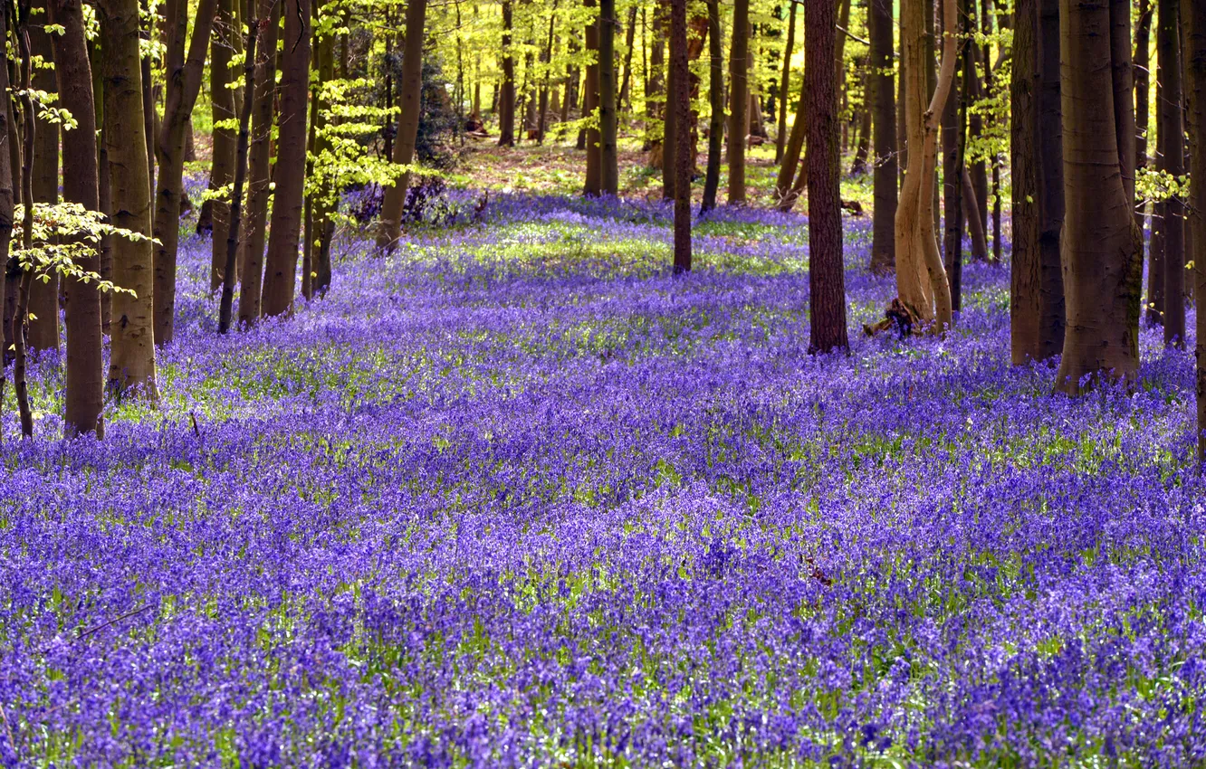 Фото обои поляна, колокольчик, Hertfordshire, Bluebell