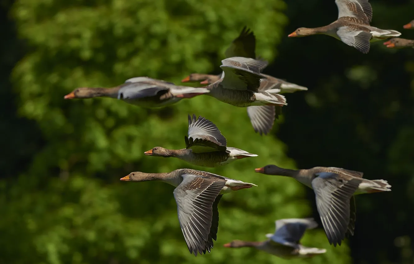 Фото обои Birds, Flock, Flying, Geese, Wild Geese, wallpaper