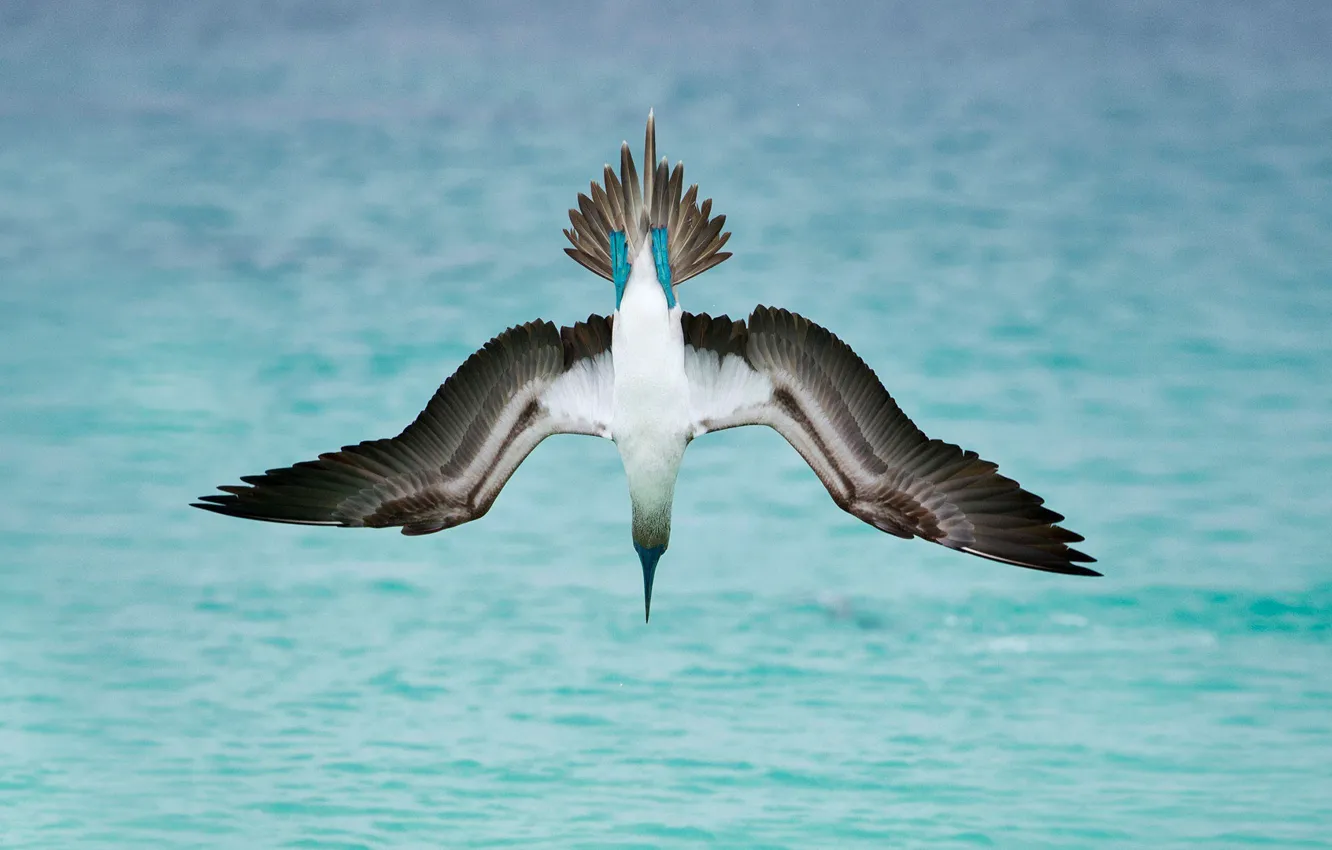 Фото обои море, птица, крылья, голубоногая олуша