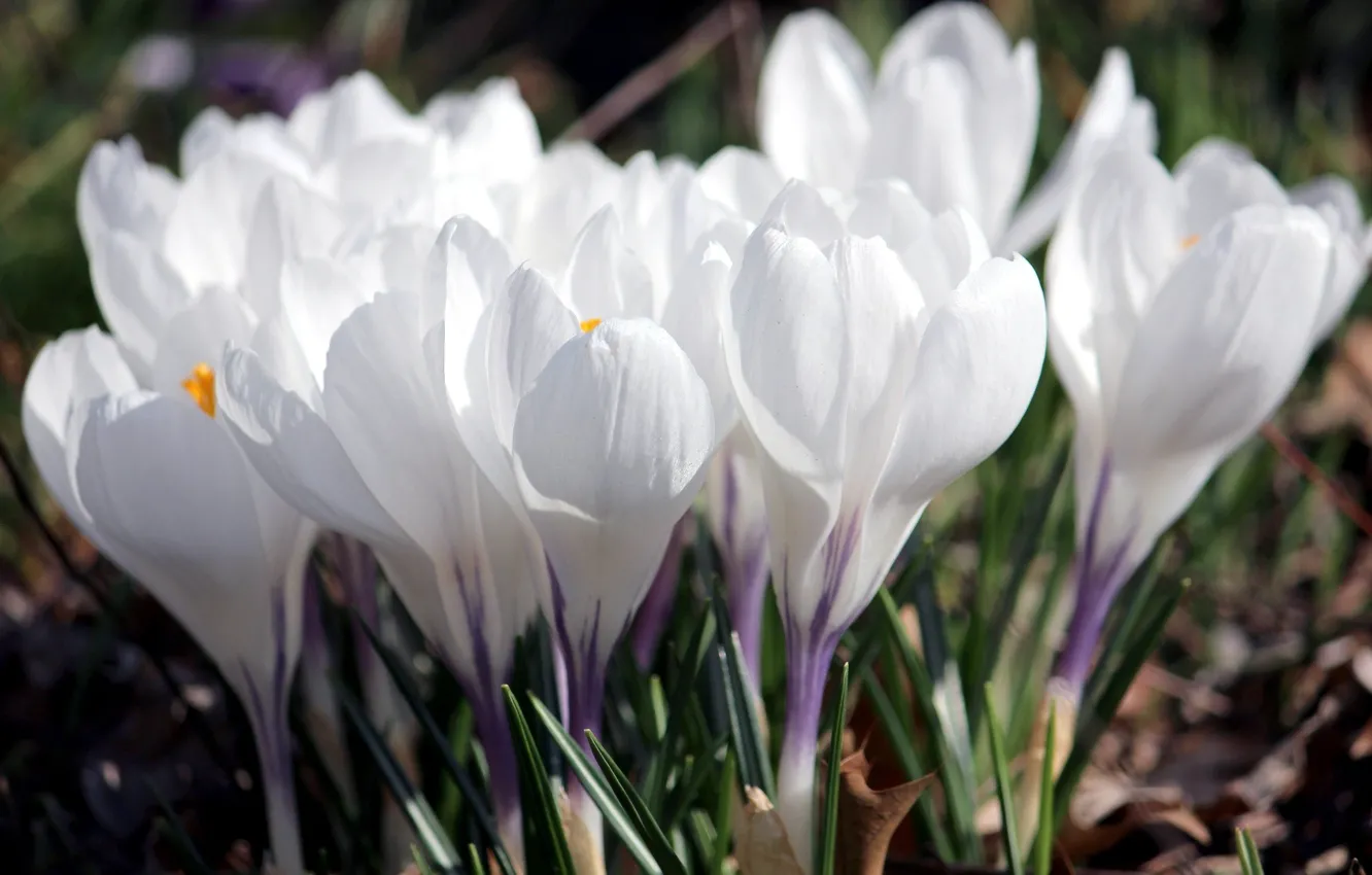 Фото обои цветы, лепестки, крокусы, белые