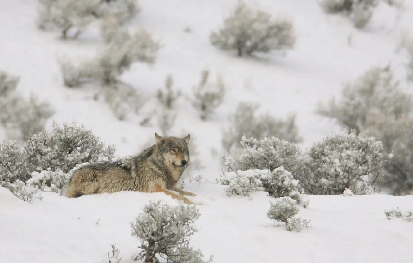 Фото обои nature, predator, animal, wolf, wildlife, portrait, portrait., Canis lupus. face