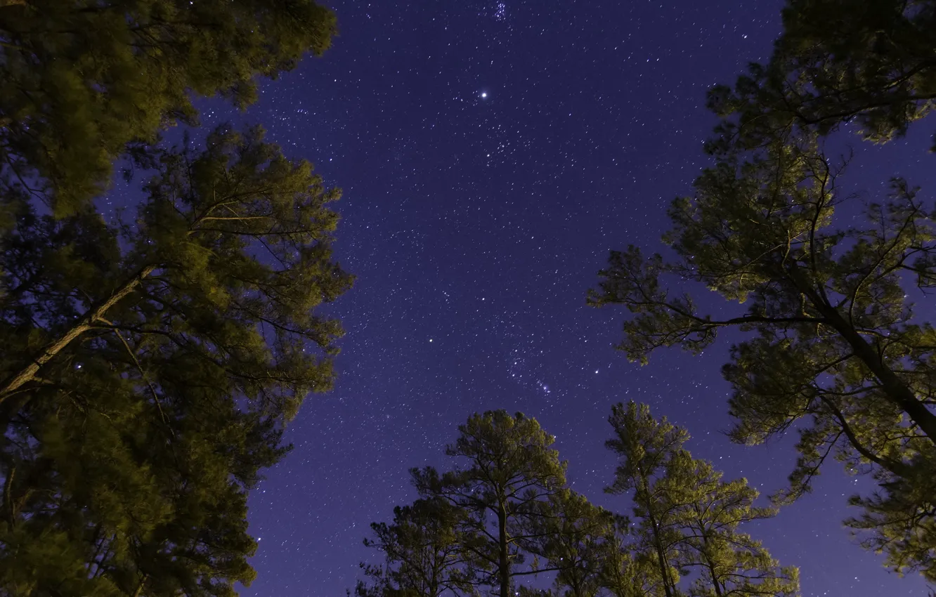 Фото обои небо, звезды, деревья, ночь