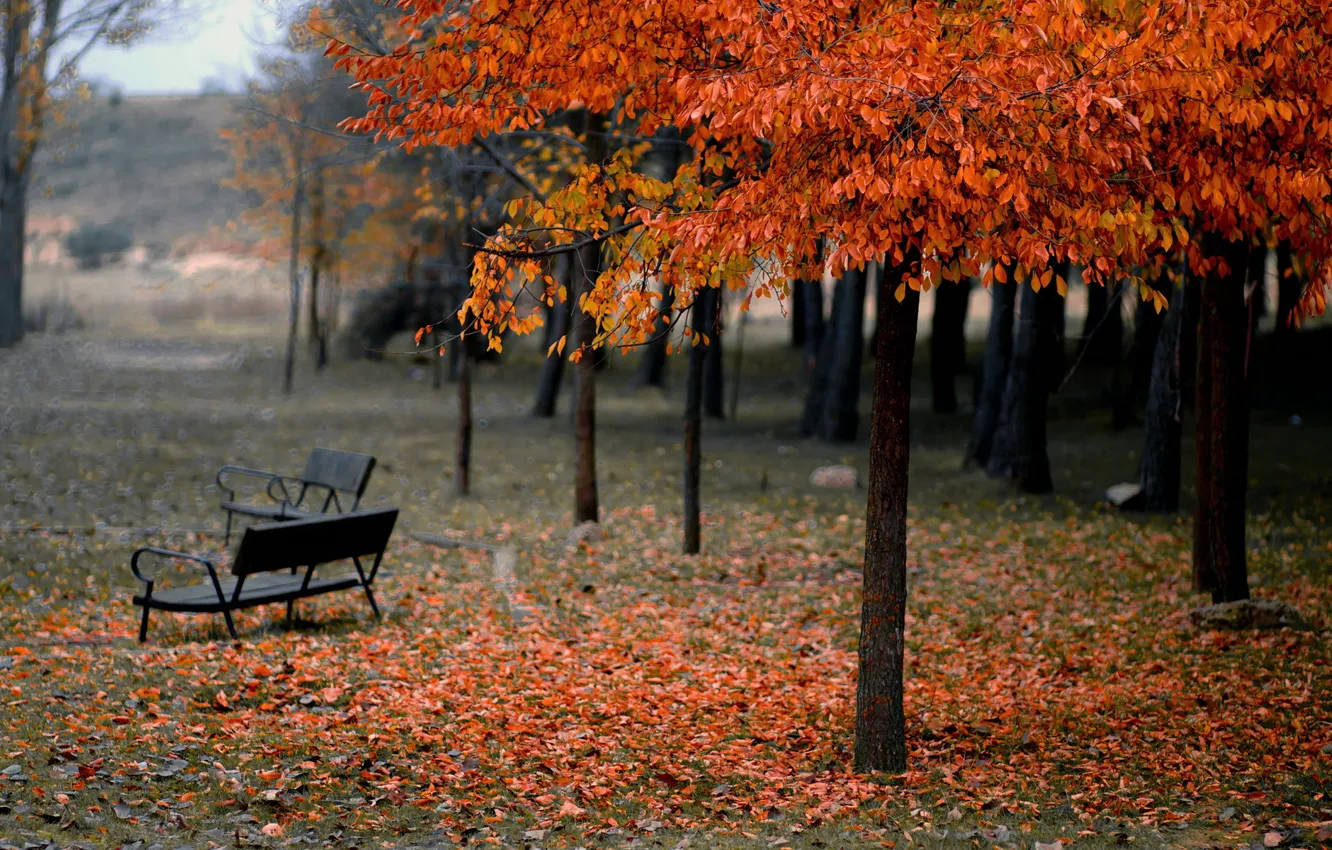 Фото обои осень, парк, скамья