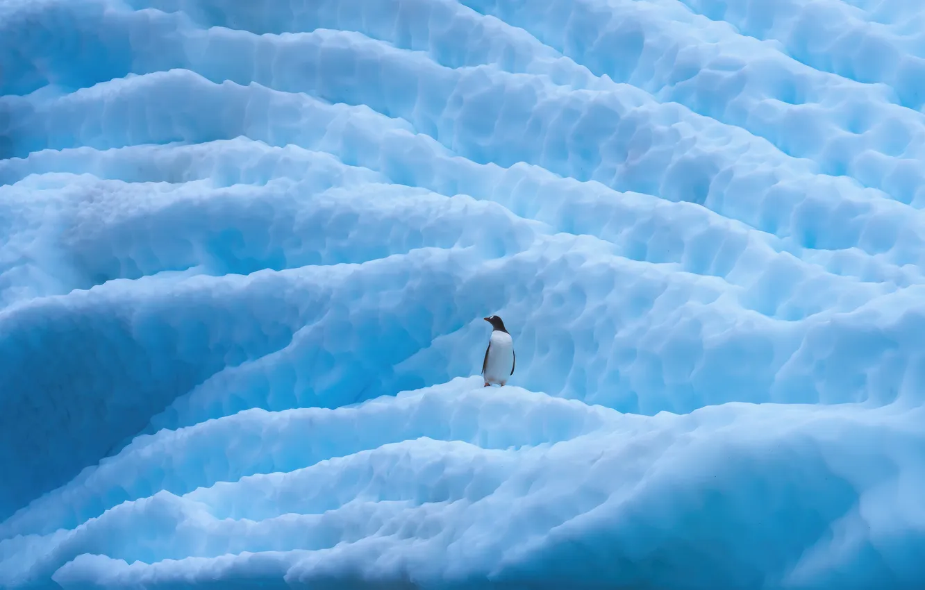 Фото обои animal, penguin, antarctica