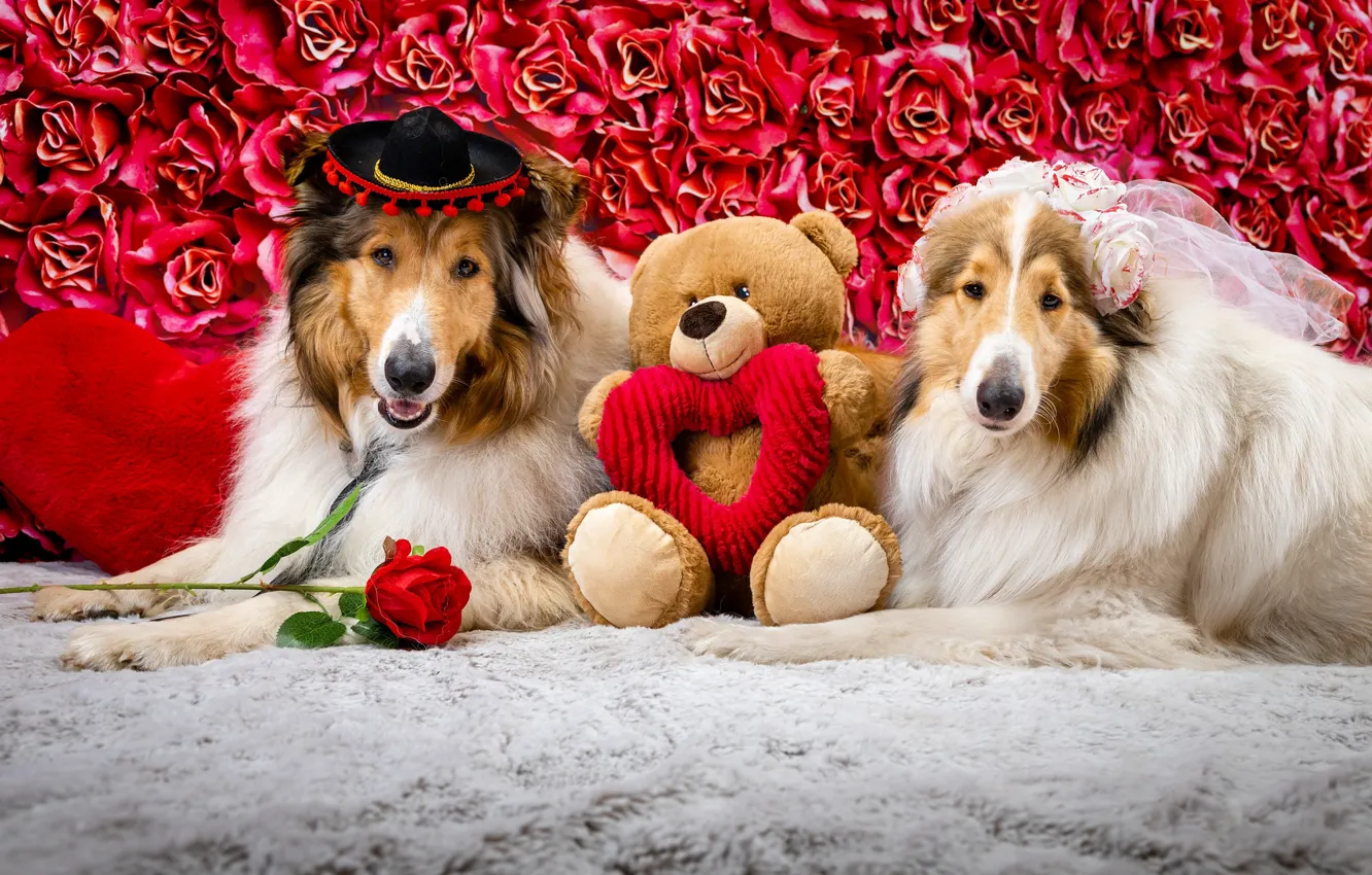 Фото обои собаки, взгляд, морда, цветы, поза, праздник, игрушка, сердце
