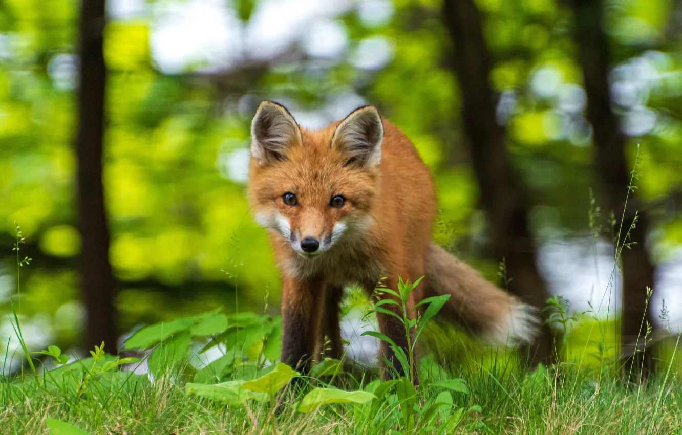 Фото обои Трава, Лиса, Животные, Animals, Acadia National Park, Национальный парк Акадия, Young red fox, Молодая рыжая …