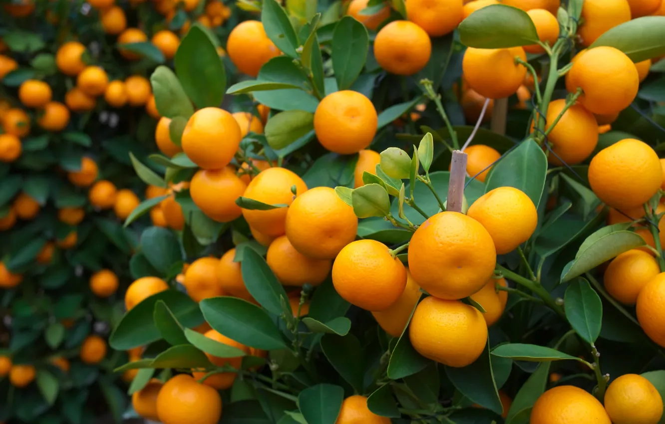 Фото обои апельсины, фрукты, fresh, листики, leaves, orange, fruits