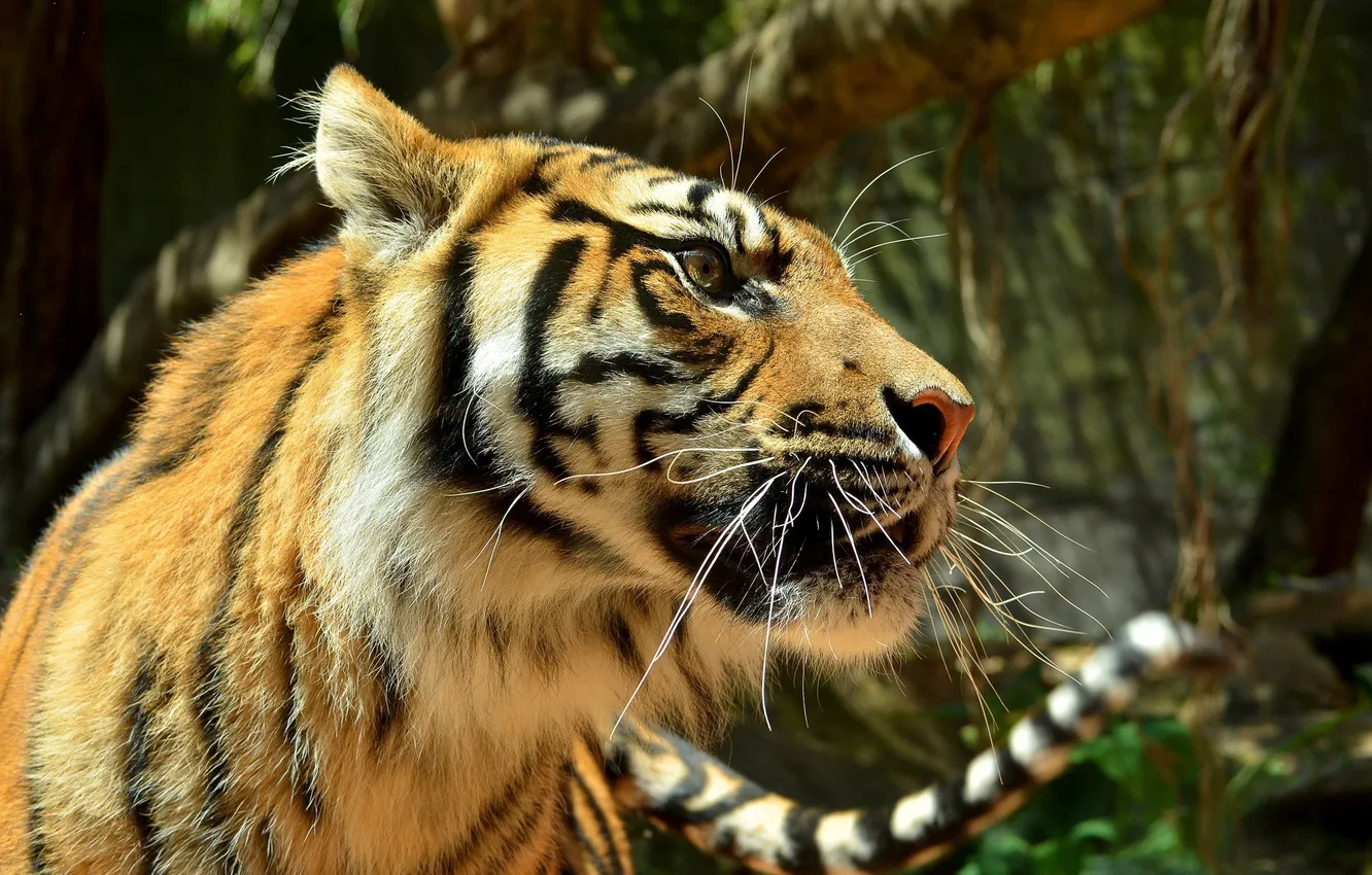 Фото обои морда, тигр, хищник, профиль, дикая кошка