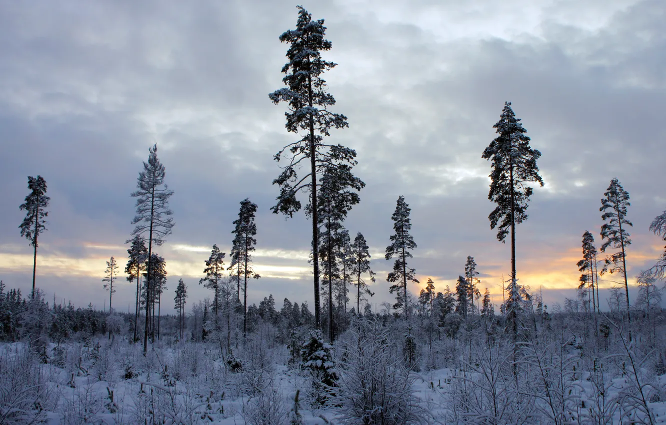 Фото обои зима, иней, облака, деревья