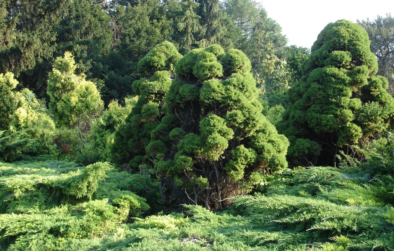 Фото обои лес, деревья, туя