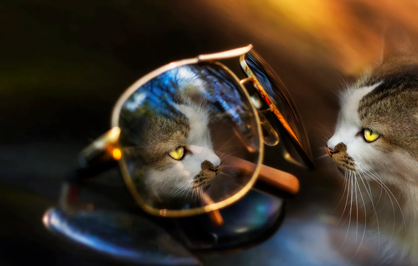 Фото обои кошка, кот, отражение, животное, очки, Eleonora Di Primo