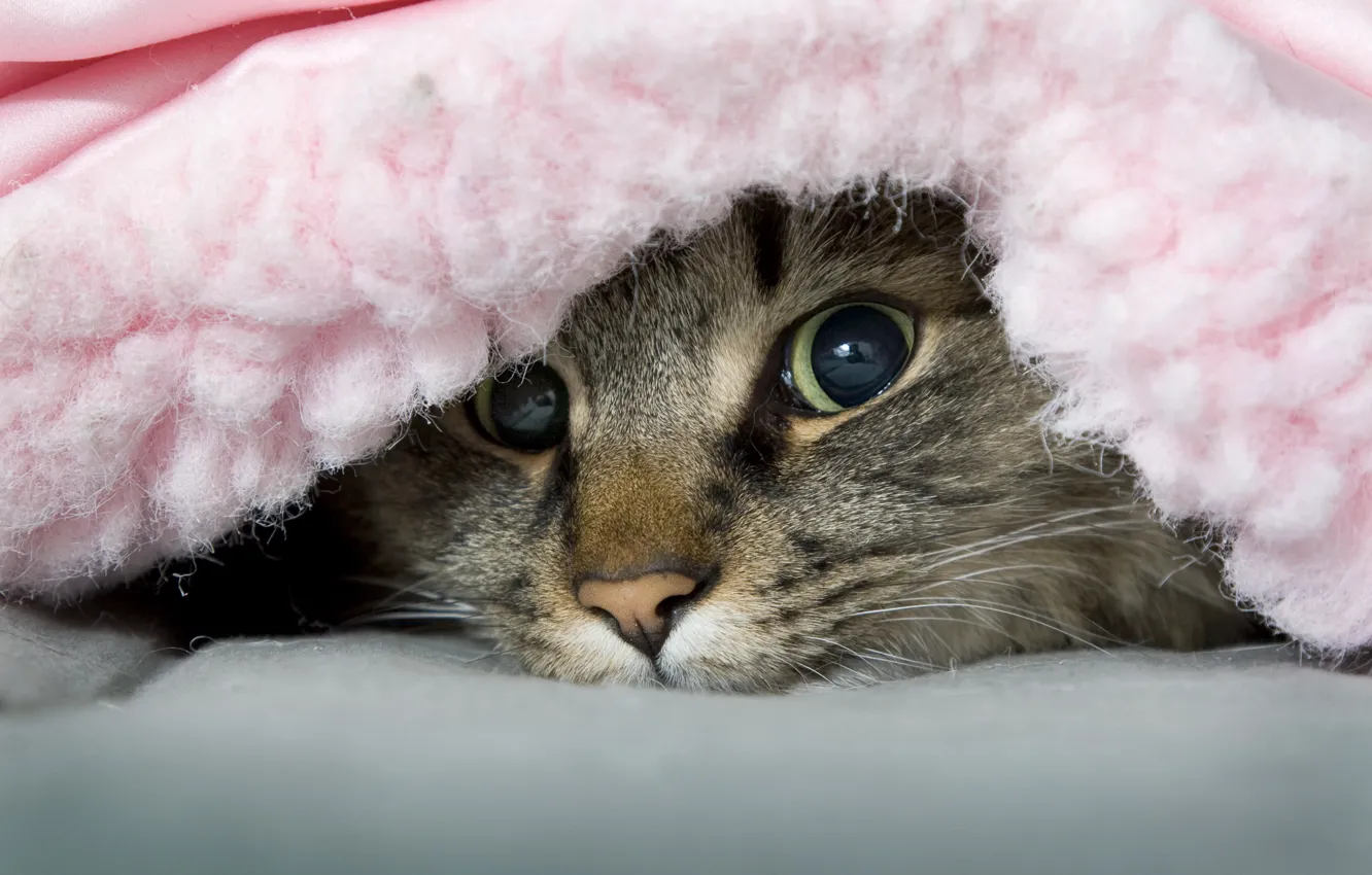Фото обои кот, одеяло, озорник