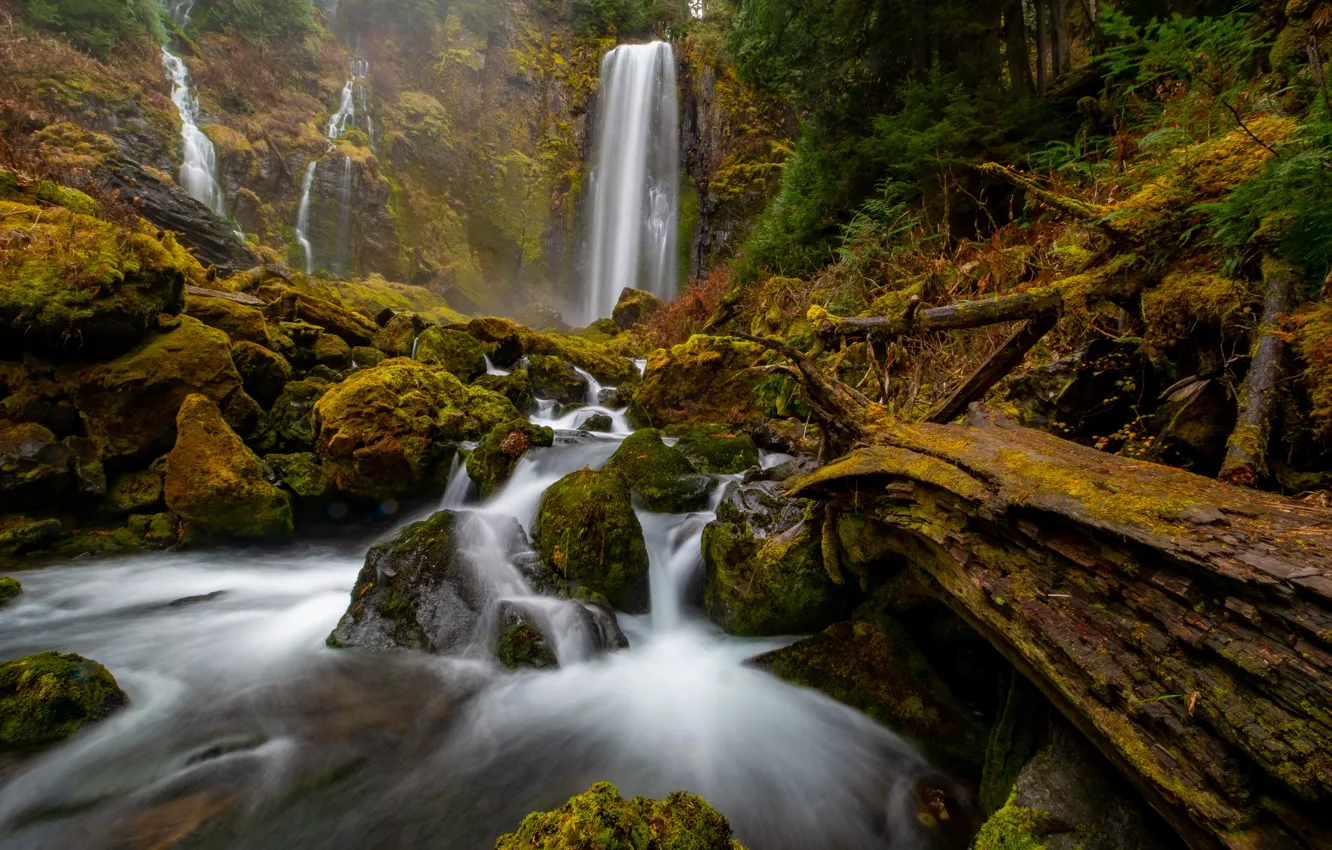 Фото обои лес, ручей, камни, водопад, бревно, речка, штат Вашингтон, Gifford Pinchot National Forest