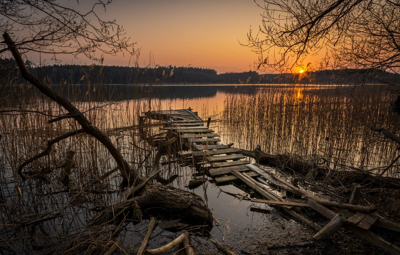 Фото обои лес, закат, ветки, берег, доски, бревно, мостки, водоем