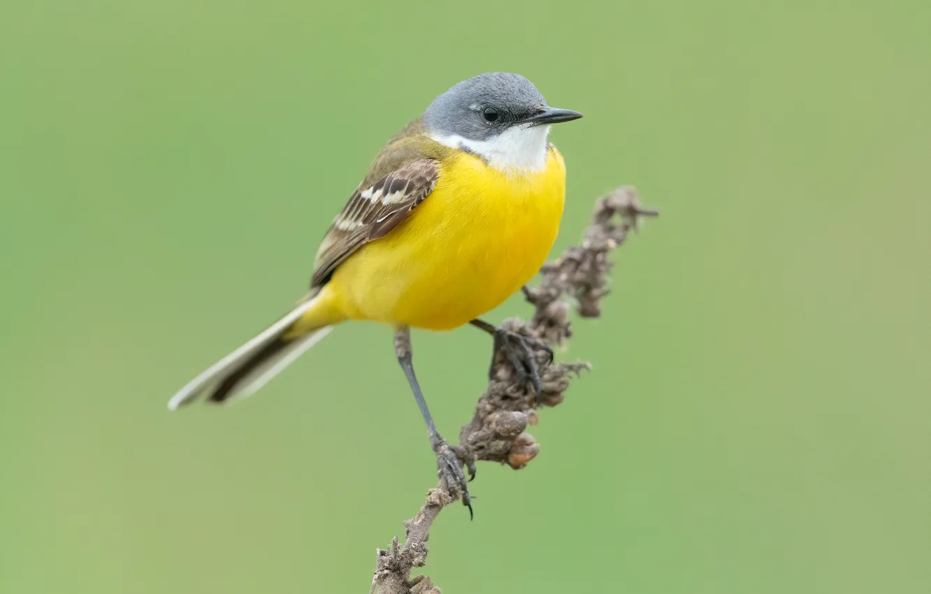 Фото обои птица, птаха, Трясогузка