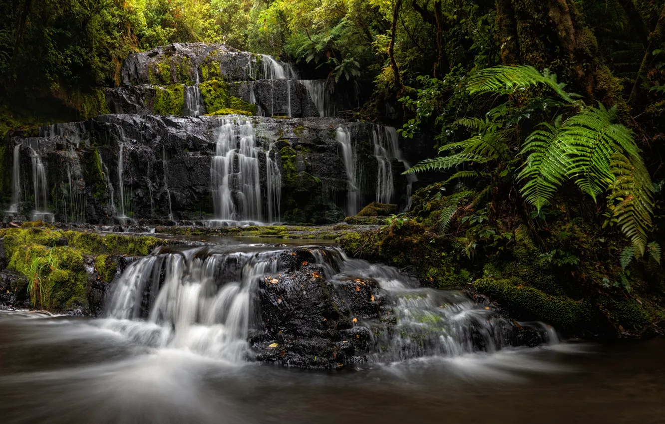 Фото обои лес, река, водопад, Новая Зеландия, каскад, New Zealand, папортник, Purakaunui Falls