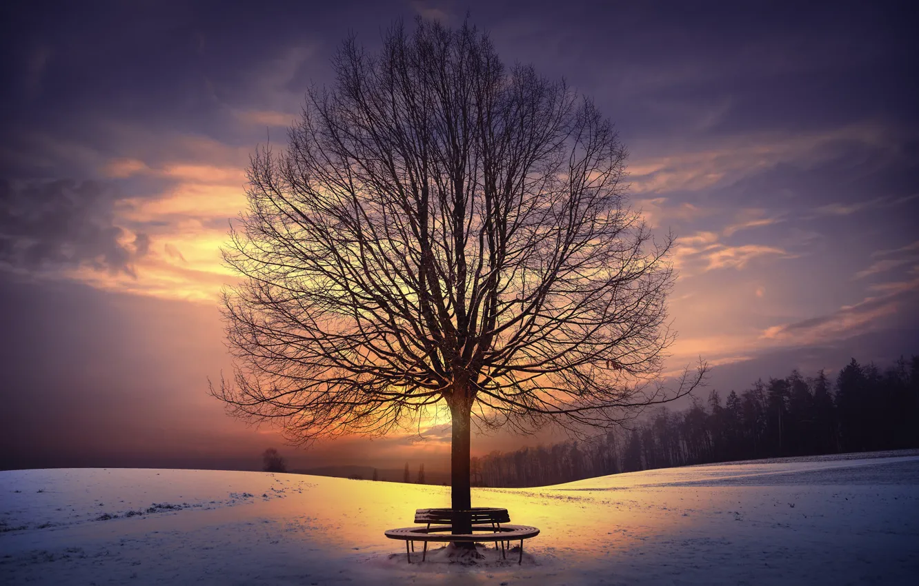 Фото обои зима, закат, дерево, скамья