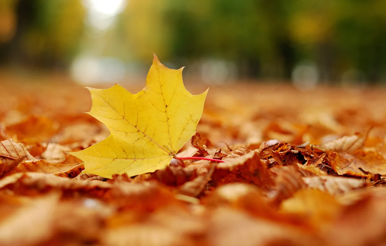 Фото обои осень, листья, парк, настроение, листва, листопад, листки, листики