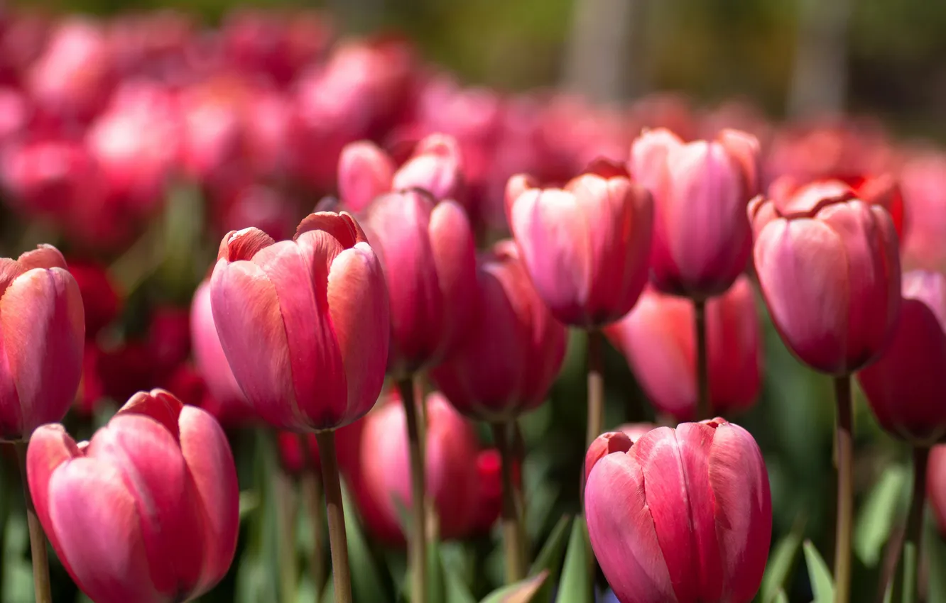 Фото обои весна, тюльпаны, розовые, много