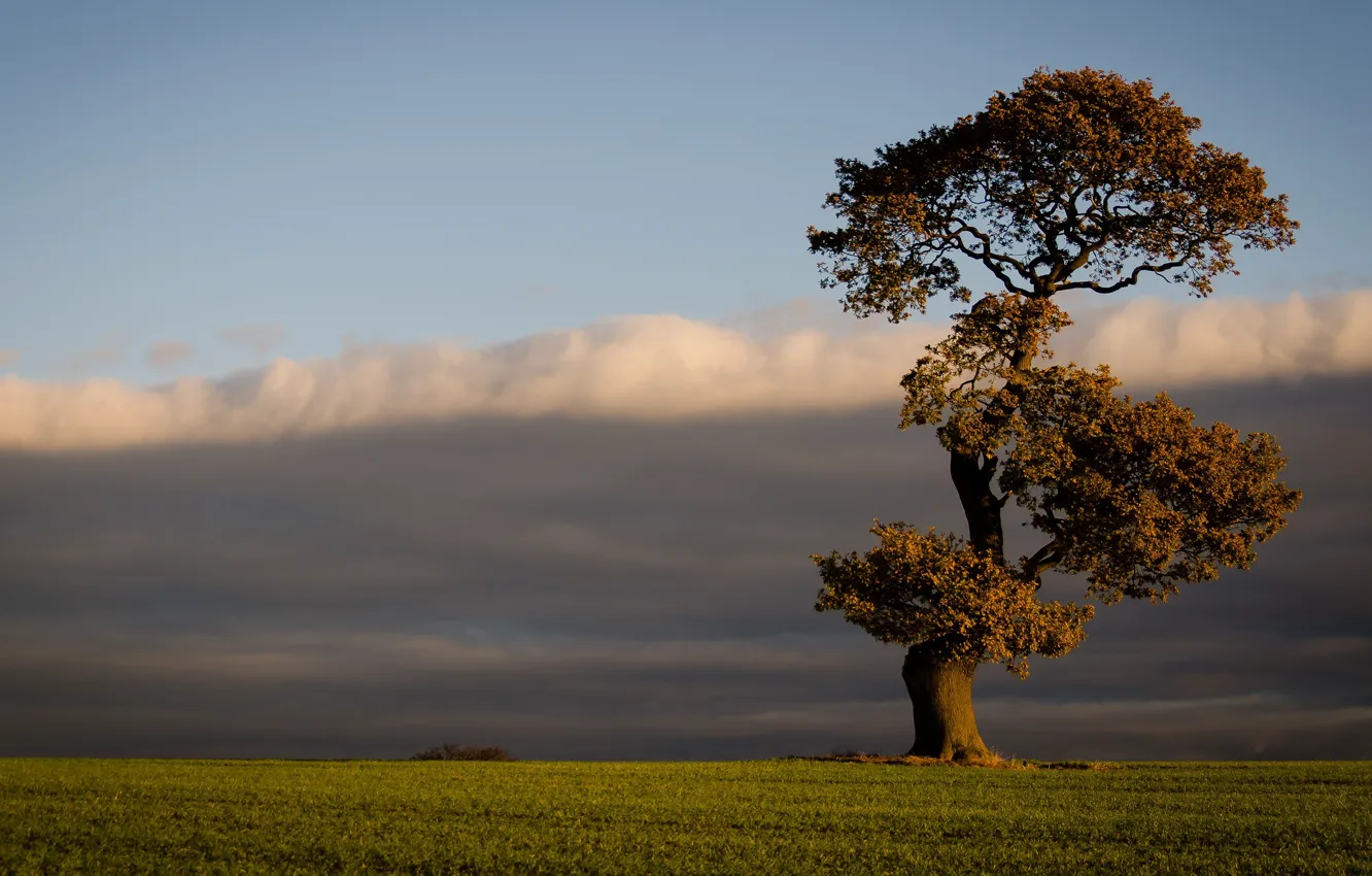 Фото обои поле, осень, небо, трава, облака, свет, деревья, тучи