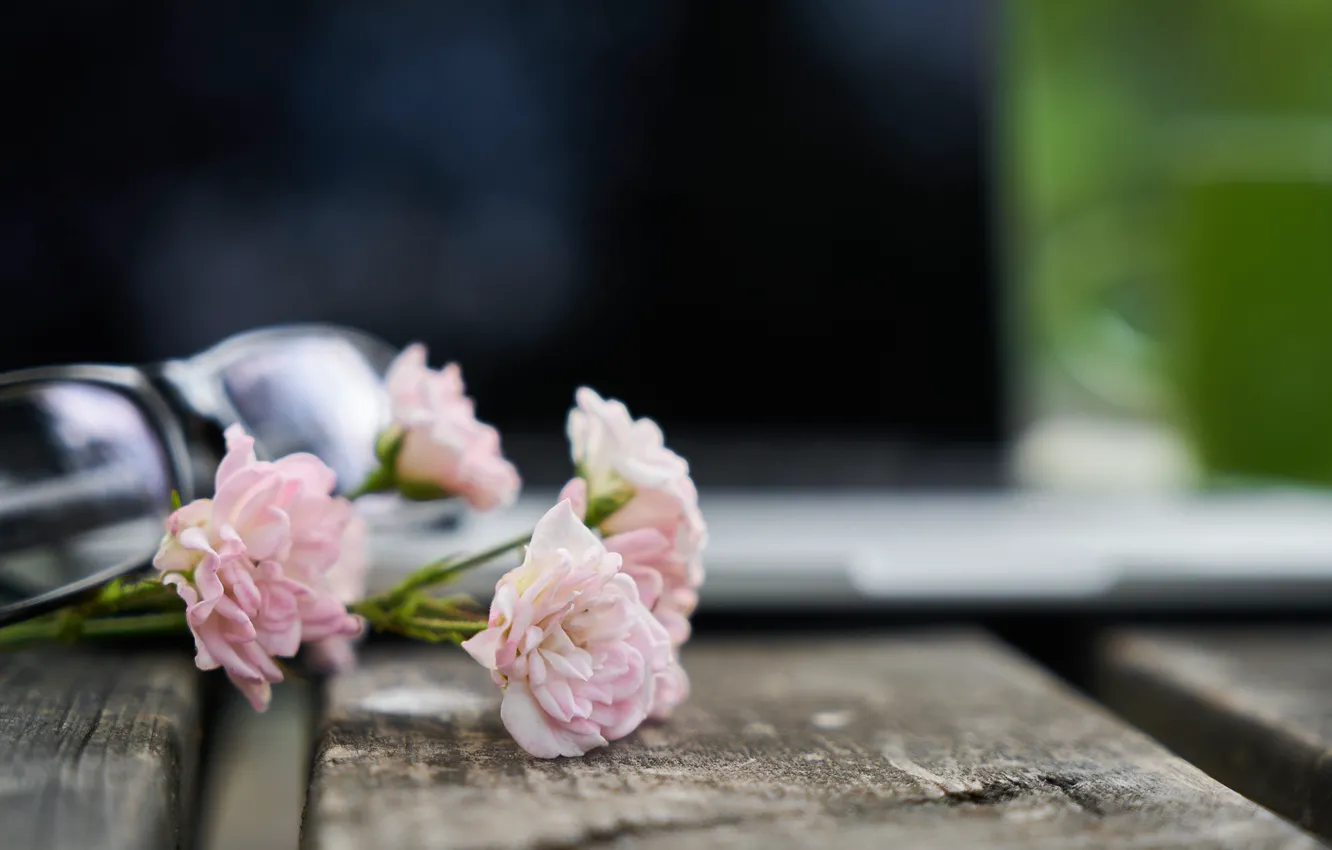 Фото обои цветы, розовый, Гвоздики