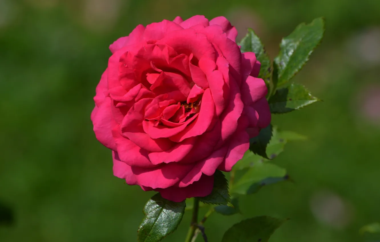 Фото обои лето, цветы, розы, цветение, розарий