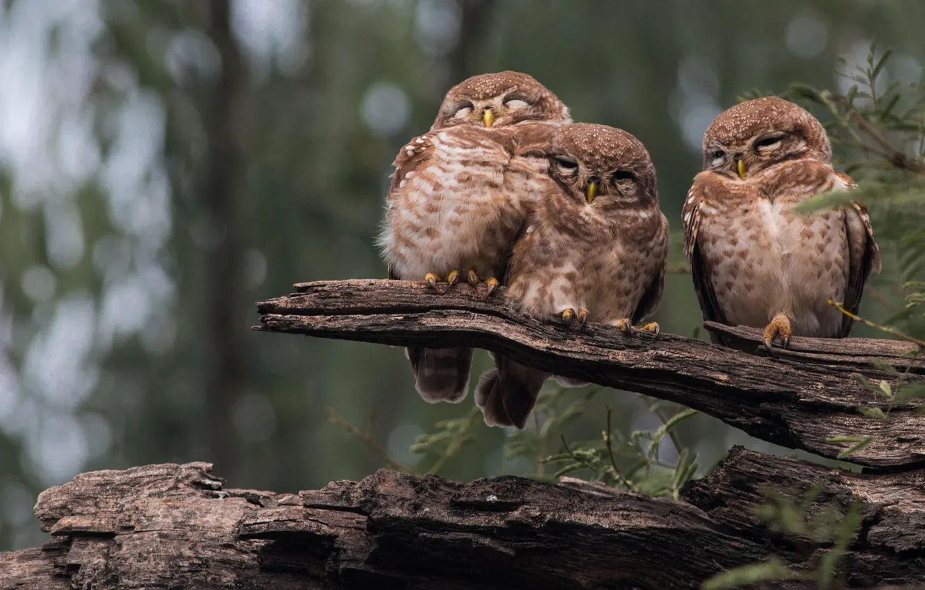 Фото обои лес, птицы, природа, бревно, совы, трое, спят, owl