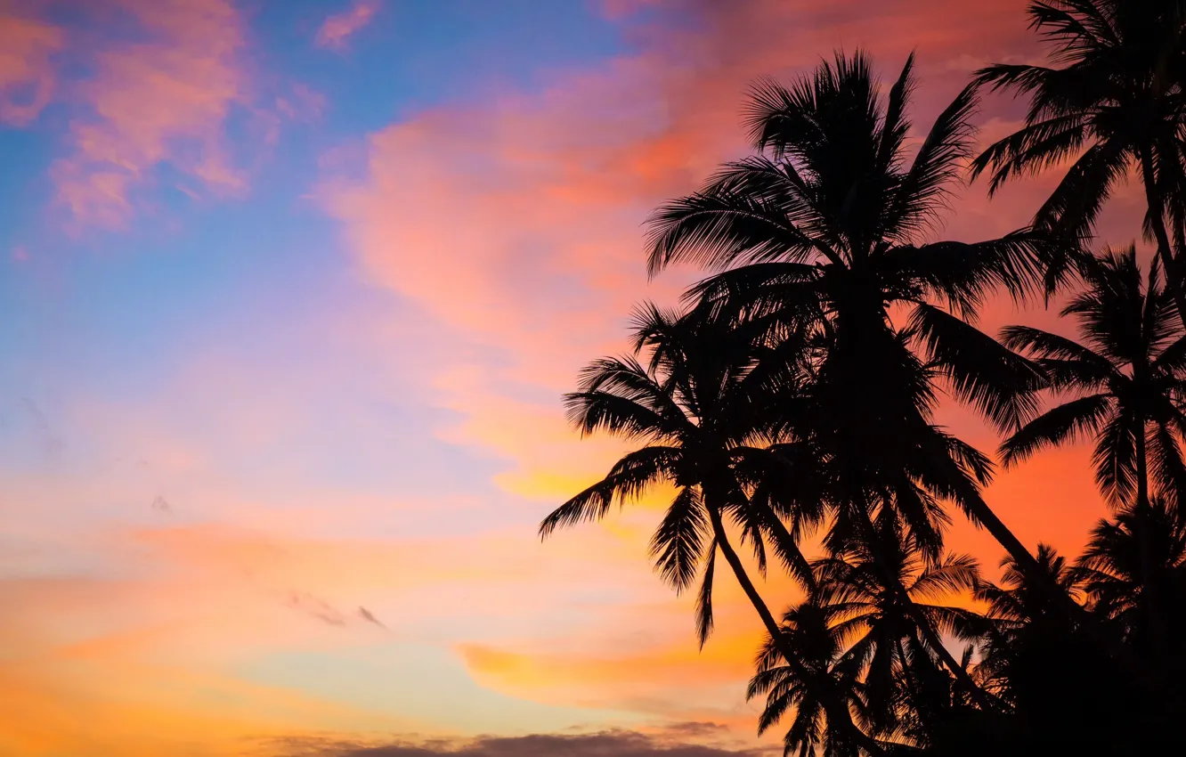 Фото обои небо, закат, пальмы, Sri Lanka, Шри-Ланка