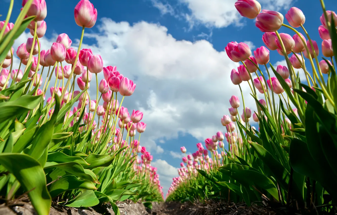 Фото обои облака, лето., Тюльпаны розовые
