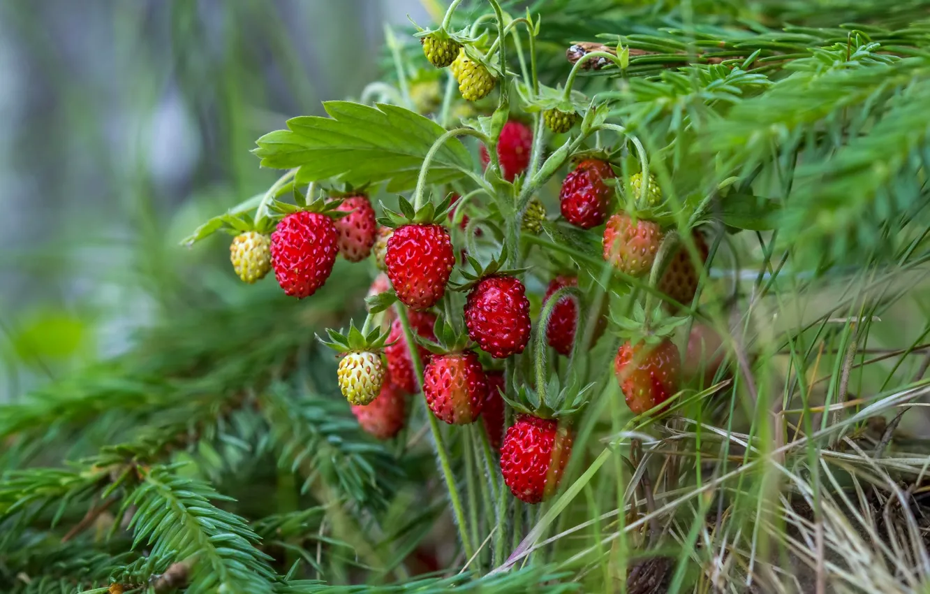 Фото обои лето, красный, ягоды, ель, земляника