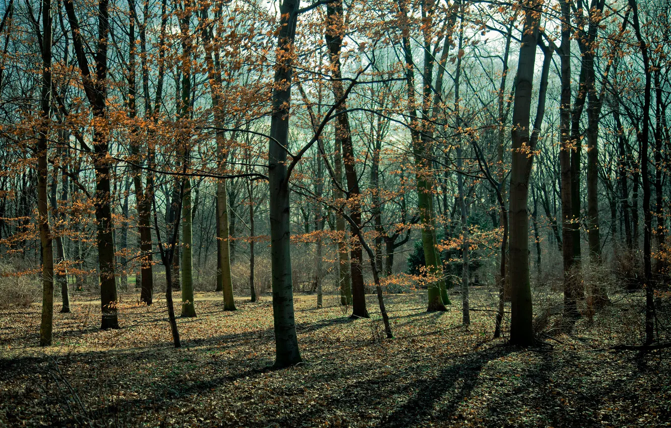 Фото обои лес, листья, деревья, парк, прошлогодние