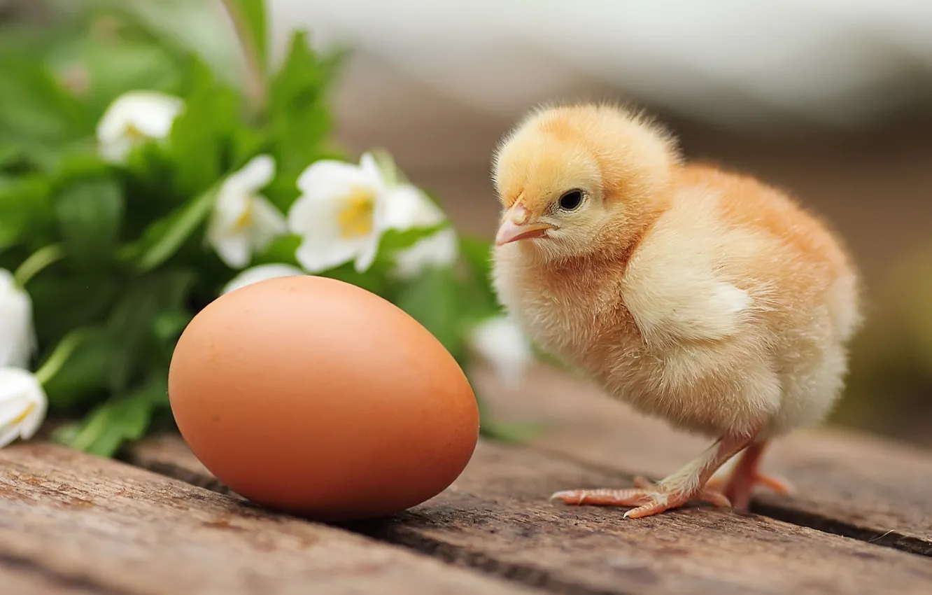 Фото обои яйцо, цыпленок, птенец