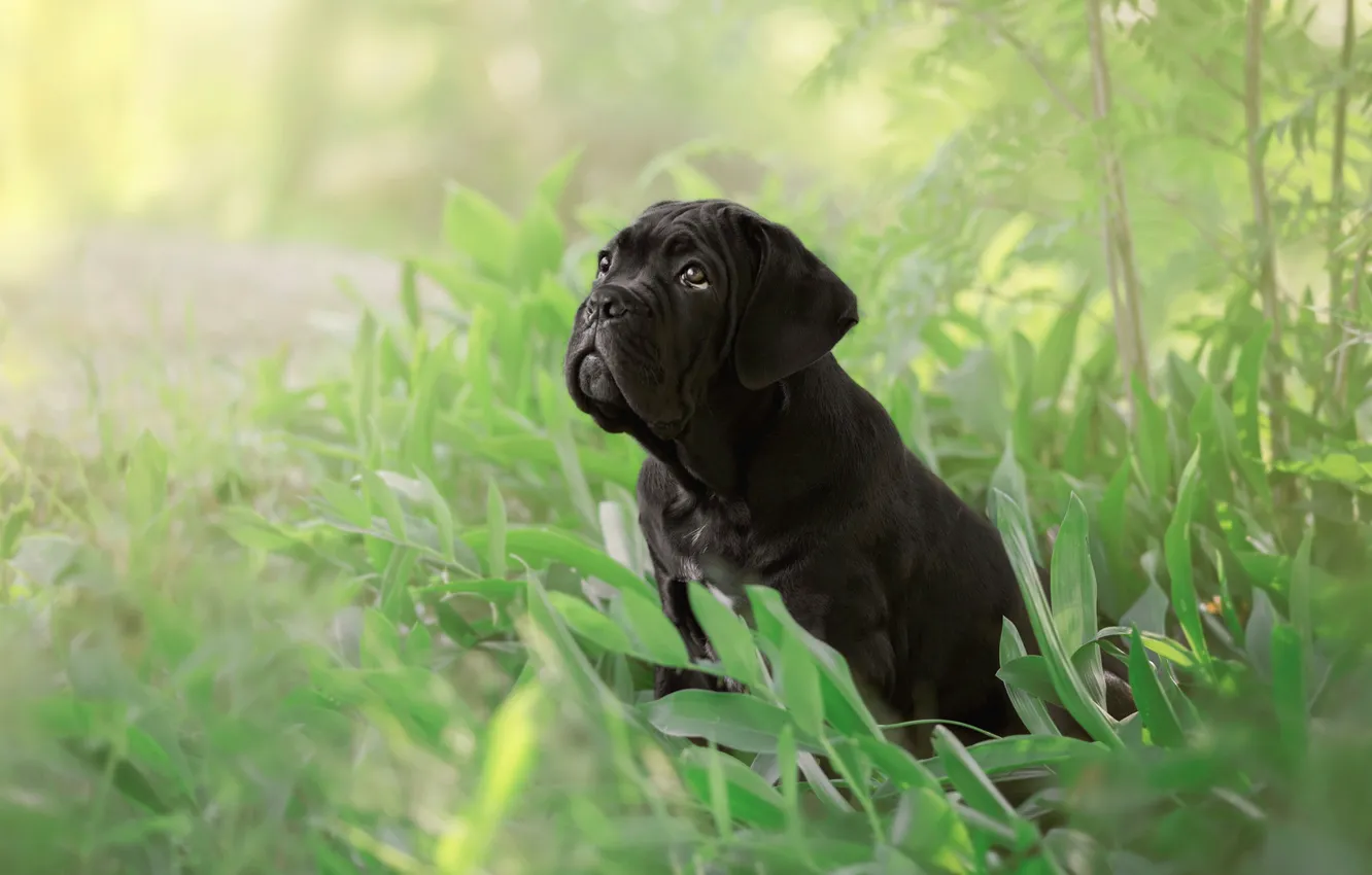 Фото обои трава, собака, щенок, Кане Корсо
