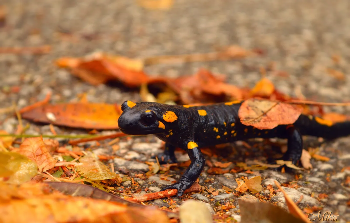 Фото обои Ящерица, Листва, Lizard