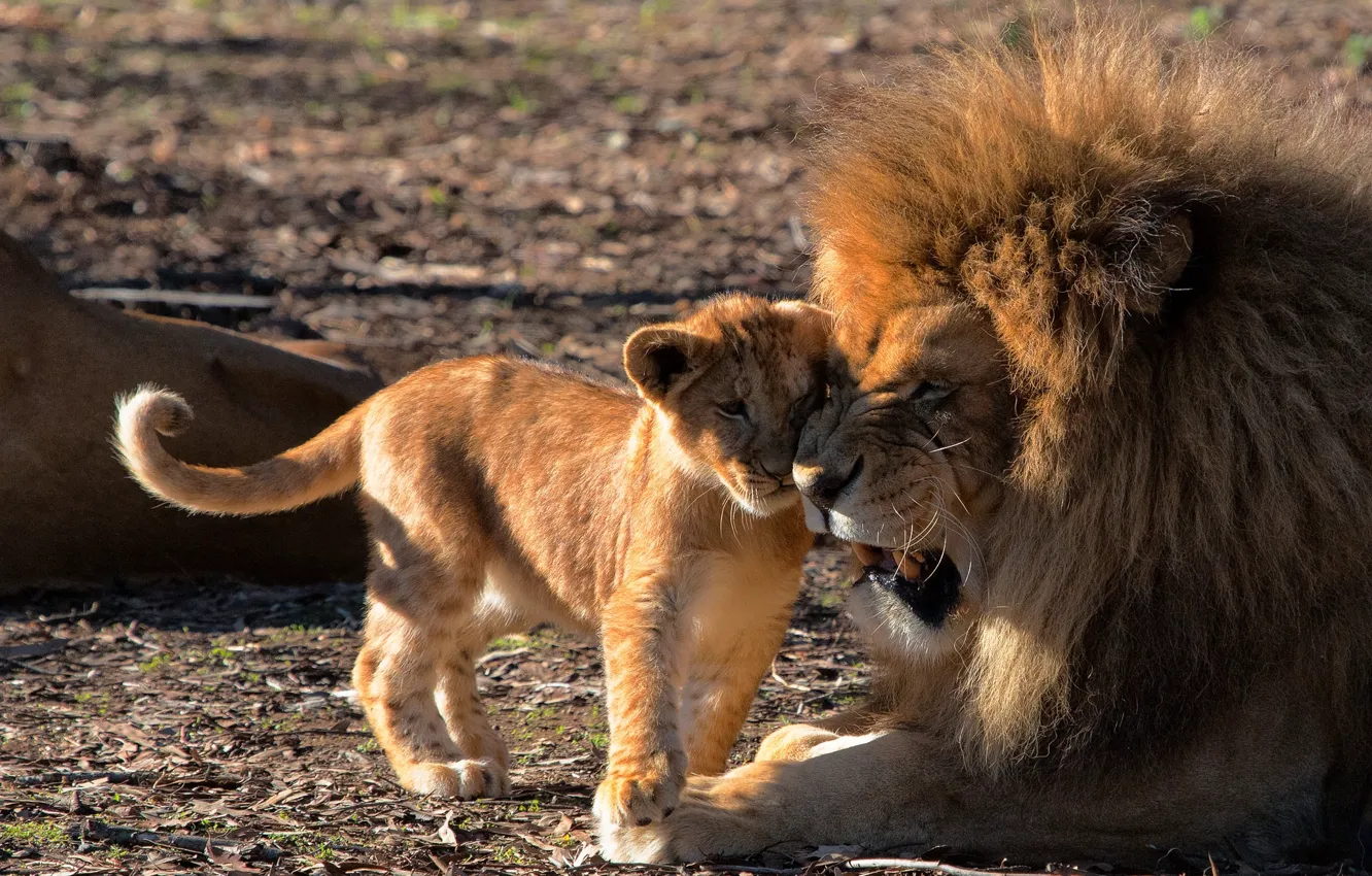 Фото обои любовь, лев, детёныш, львы, львёнок, отцовство