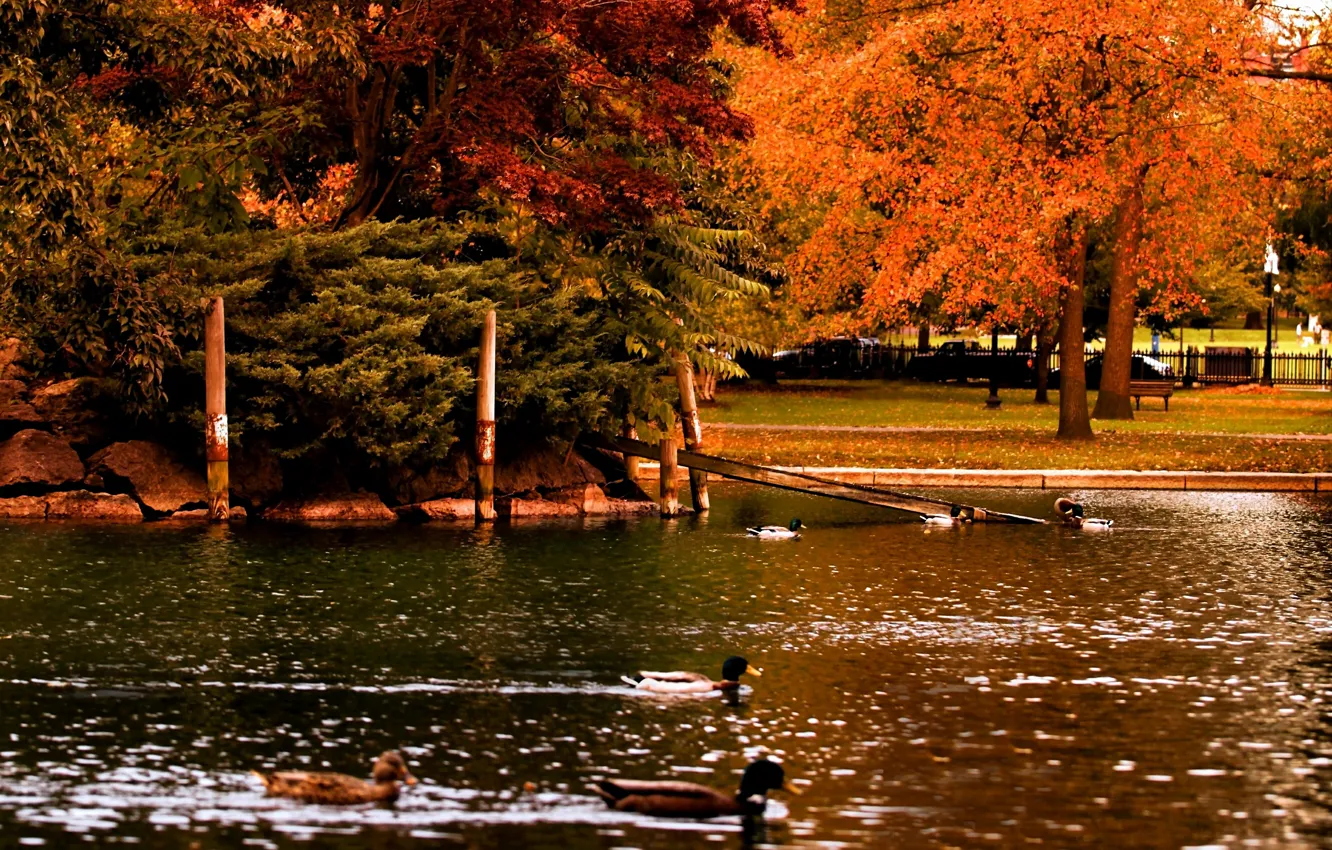 Фото обои осень, деревья, пруд, парк, утки, Nature, trees, park