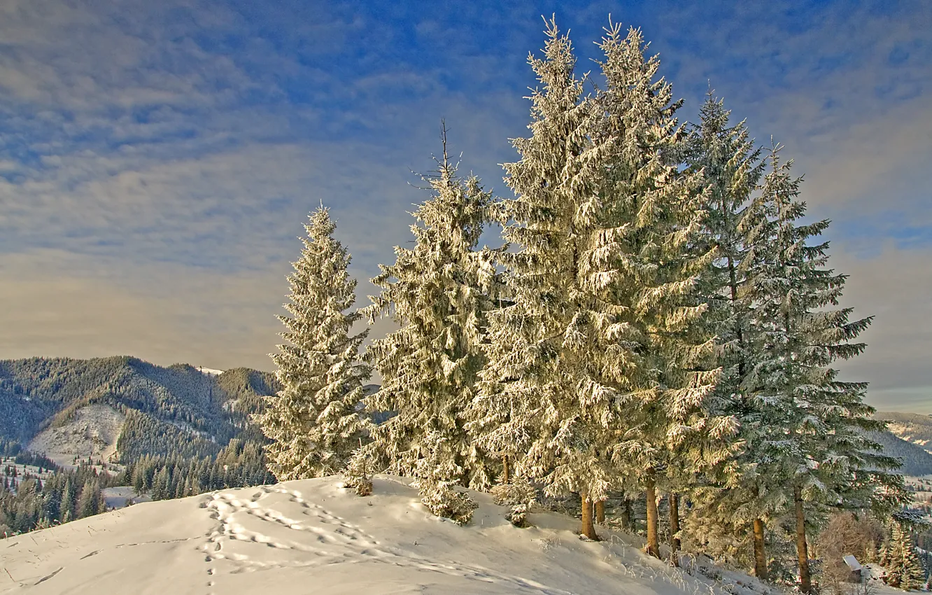 Фото обои зима, снег, горы, следы, природа, ели, мороз, Nature