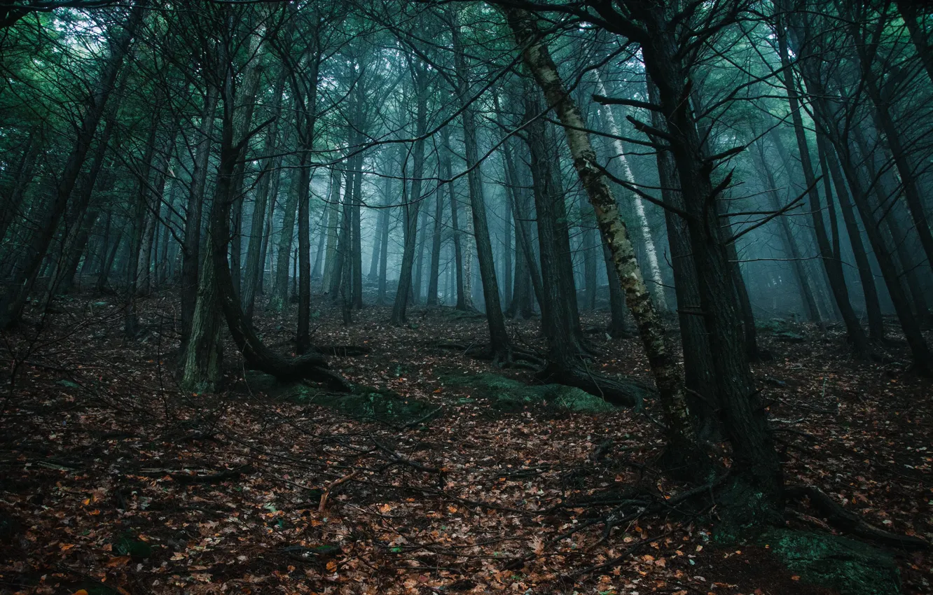 Фото обои лес, листья, деревья, природа, туман
